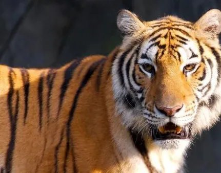 韩擒虎死后为何会成为阎王爷 这个传说到底是怎么来的