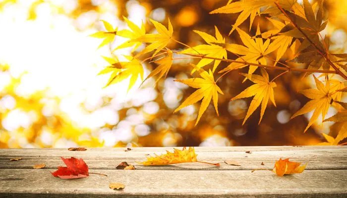 早立秋好还是晚立秋好 早立秋更好还是晚立秋更好