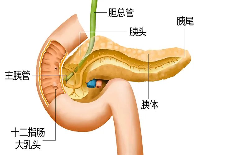胰脏位置全图