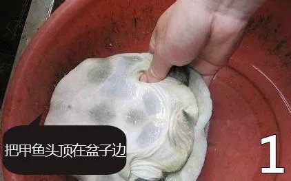 杀甲鱼(王八)正确杀法怎么杀，甲鱼怎么吃？