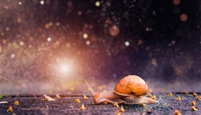 蜗牛是益虫还是害虫