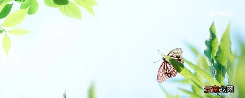 宿新市徐公店古诗意思 宿新市徐公店古诗意思翻译