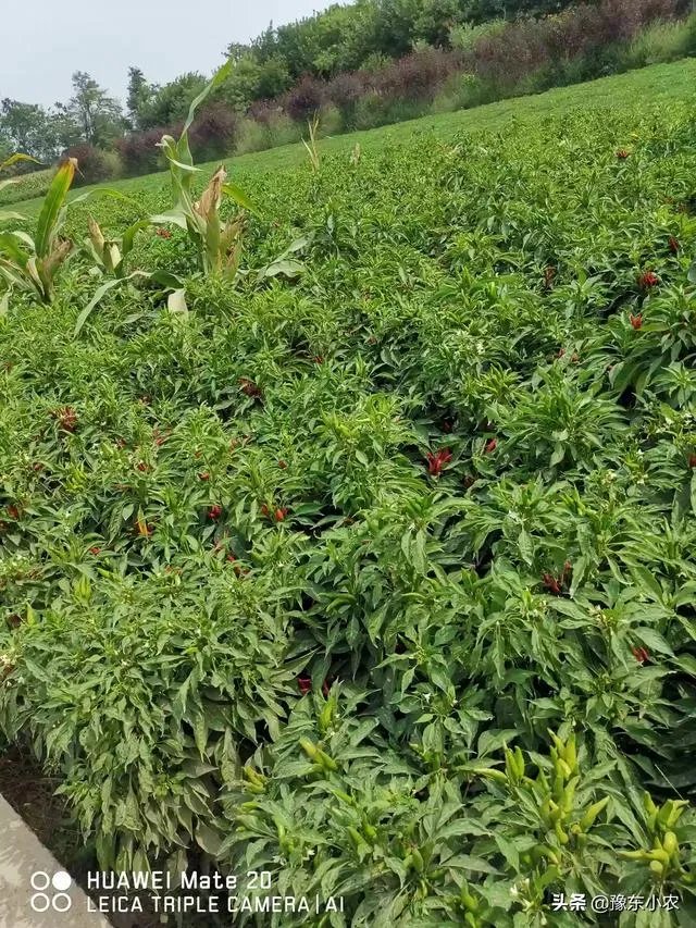 朝天椒如何种？