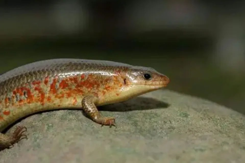 中华石龙子是几级保护动物 中华石龙子可以养吗