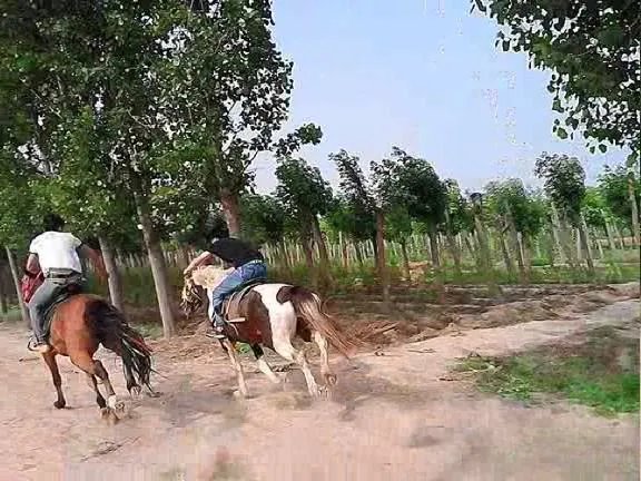 雪天骑马撞人逃逸，我国交通法允许在公路上骑马吗？