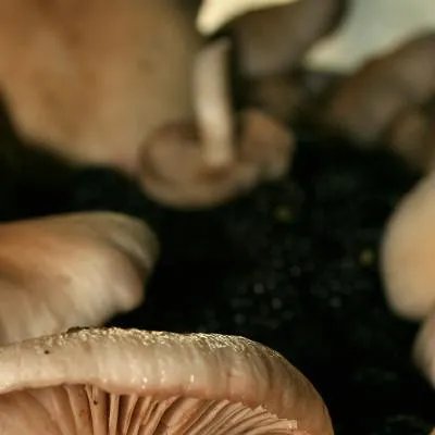 老人吃什么奶粉好