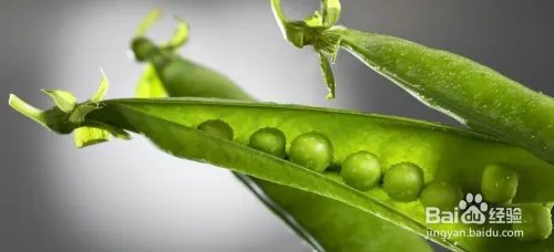 写出几种植物传播种子的方法