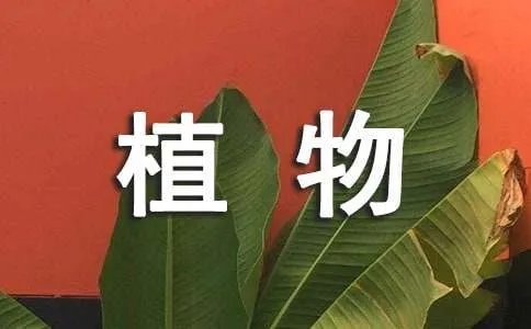 植物妈妈有办法教学反思