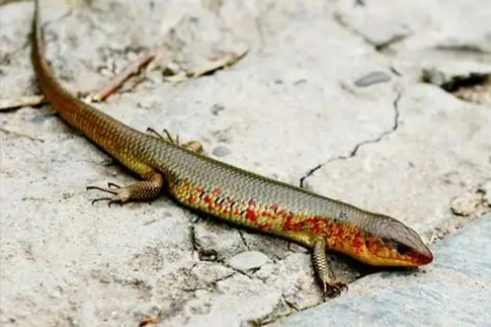 中华石龙子是几级保护动物 中华石龙子可以养吗