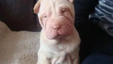 犬细小病毒是什么