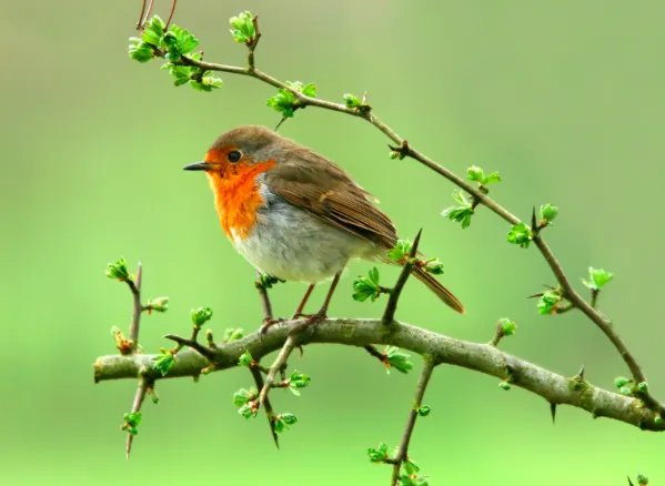 鸟的英语怎么读