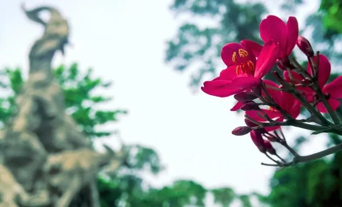 花城是哪个城市 花城是指我国哪个城市