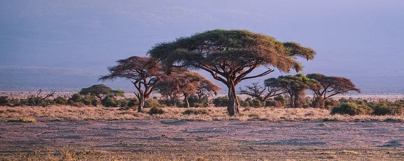 非洲大草原有哪些动物 非洲大草原有什么动物