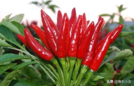 朝天椒如何种？