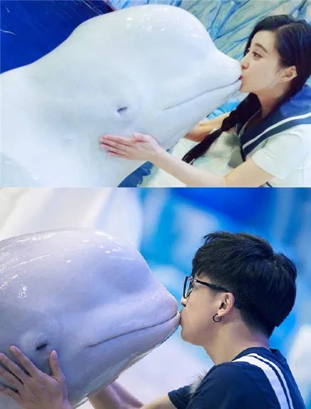 范冰冰献吻白鲸萌翻众人 李晨不满薛之谦和女友间接亲吻