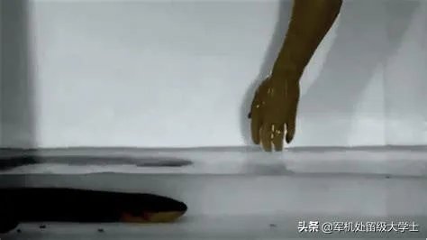 电鳗会电死人吗？