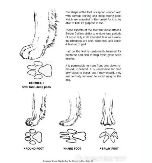 边牧的各地市场价格如何？