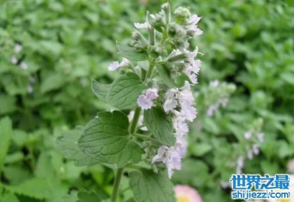 夏天家里放一物绝对没蚊子，还能装饰房间(一举两得) 