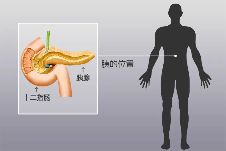胰脏位置全图