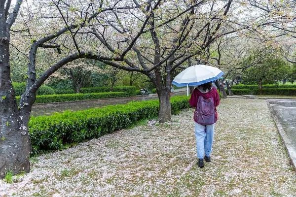 武汉大学录取分数线