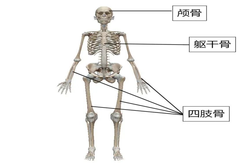 人体骨骼模型全身图解