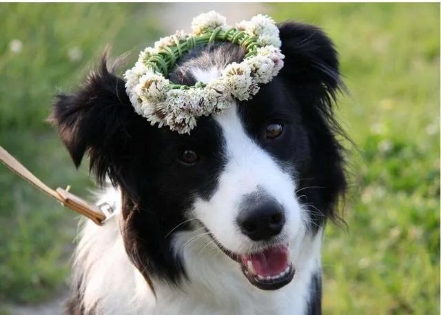 边牧的各地市场价格如何？