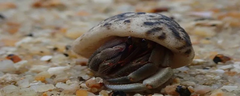 寄居蟹怎么养 新手怎么养寄居蟹