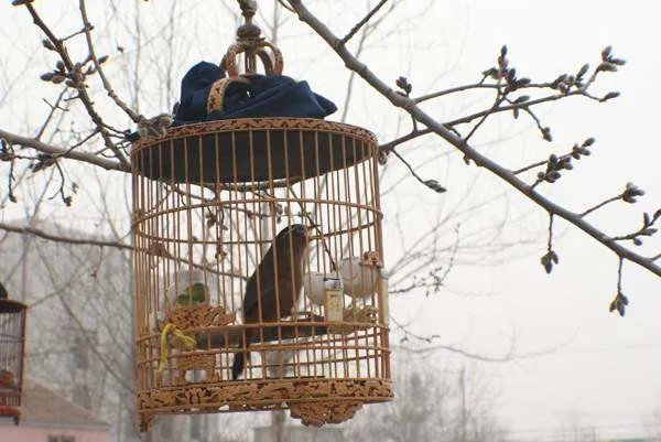 笼中鸟代表什么