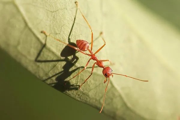 楼房消灭蚂蚁最有效的办法