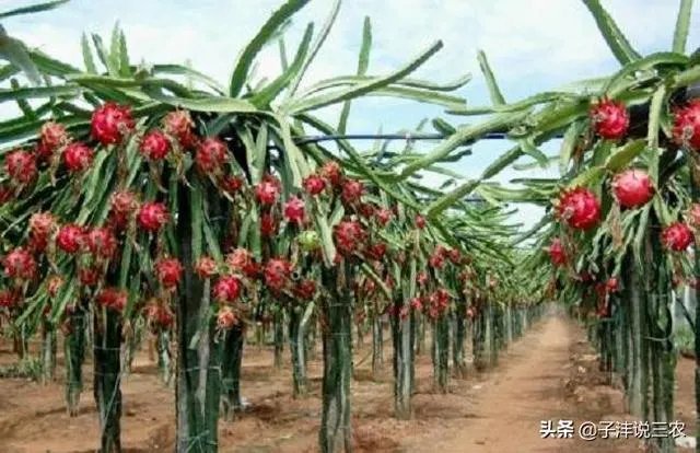 火龙果的种植方法？