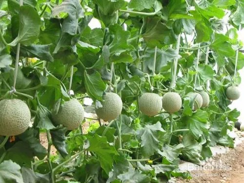 甜瓜黄叶图片及防治