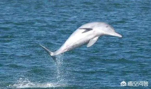 白鱀豚是怎样灭绝的