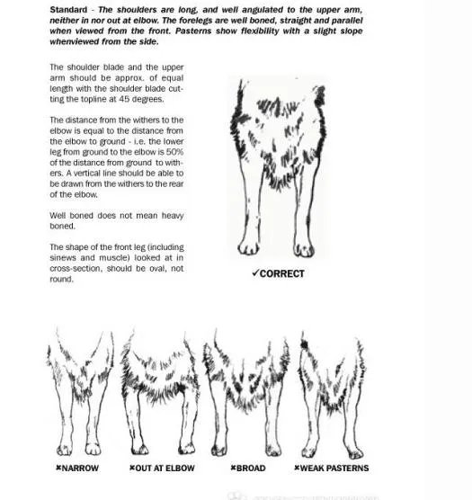 边牧的各地市场价格如何？