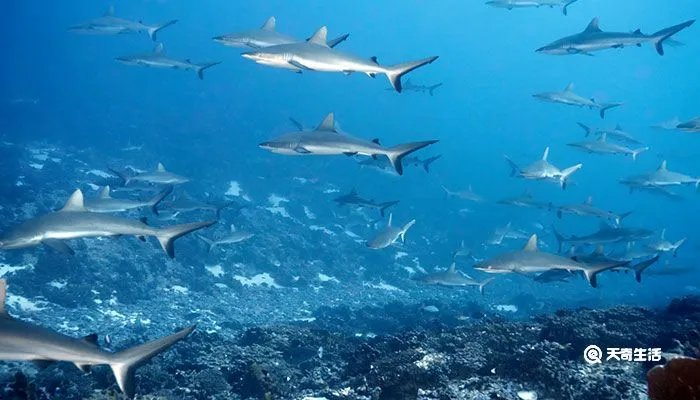 鲨鱼是不是哺乳动物