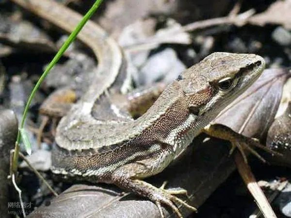 草蜥的药用价值