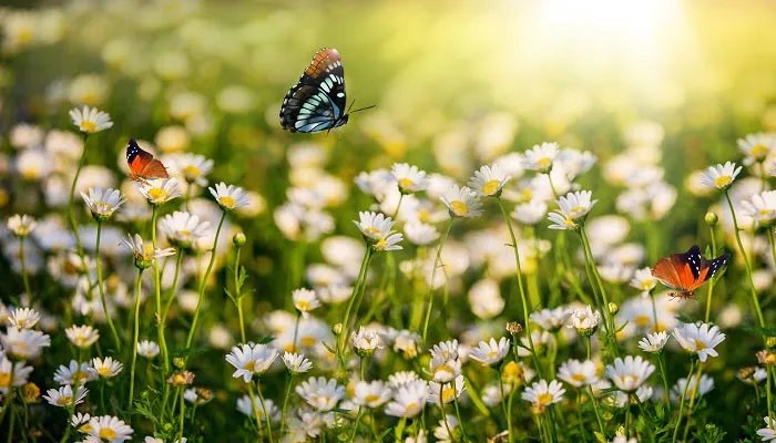 迎春花的特点 迎春花的特点有哪些