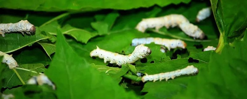 春蚕具有怎样的象征意义 春蚕具有什么象征意义