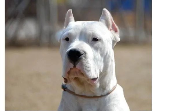 世界十大斗犬排名 第一最强悍凶猛看着都怕