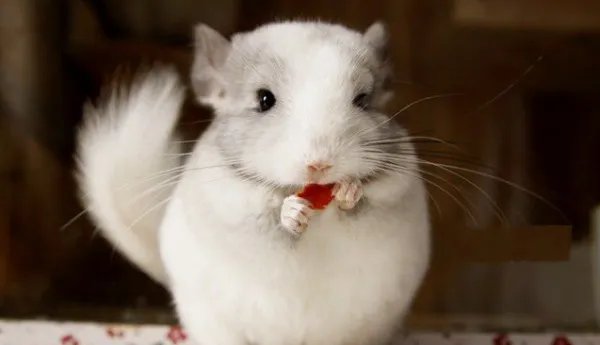 龙猫是什么动物