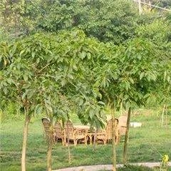 德阳吃喝玩乐在哪里？