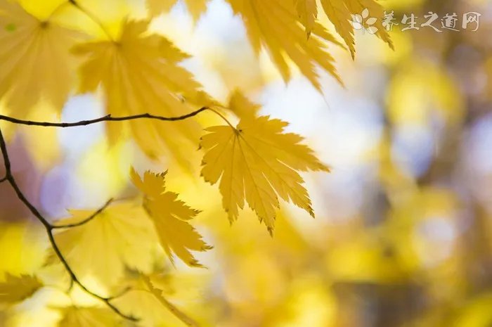 黑巧克力一次可以吃多少 黑巧克力吃多了会怎样