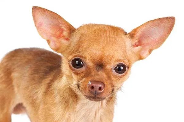 世界十大最小的狗 最小吉娃娃体重仅有1公斤左右