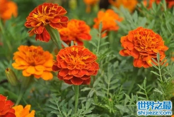 夏天家里放一物绝对没蚊子，还能装饰房间(一举两得) 