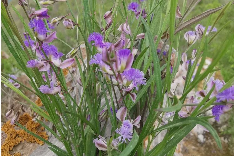 远志图片大全高清图片