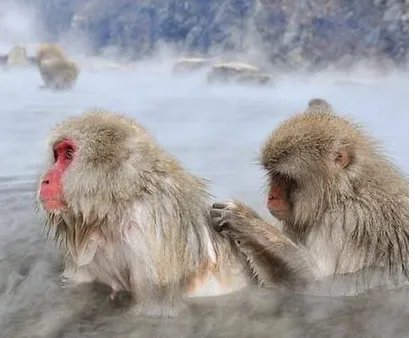 猴子用英语怎么说