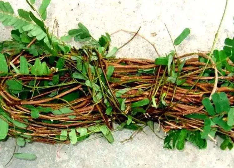 鸡骨草的功效与作用