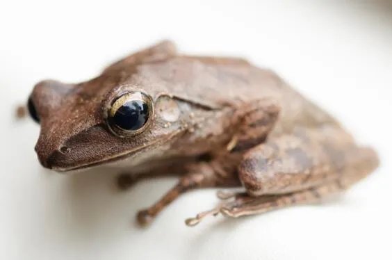 两栖动物有哪些  两栖动物的主要特征是什么