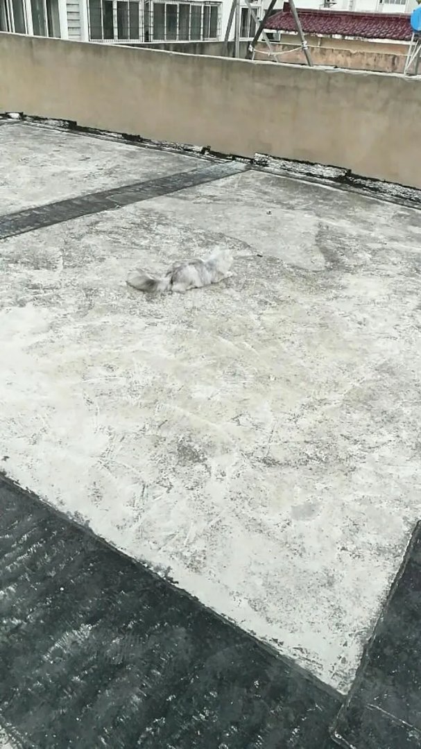 大家有没有小猫咪的图片？