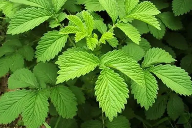 中药仙鹤草图片