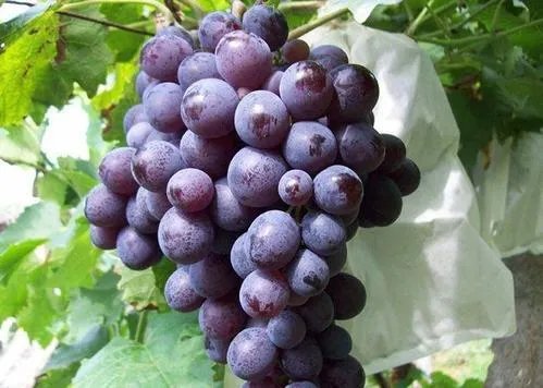 湖北荆州有哪些特产_可以送人的湖北荆州特产